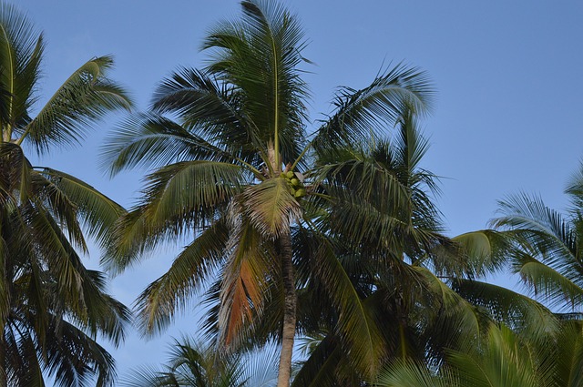 Kokosová palma